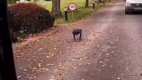 die Dystopie hat einen Höhepunkt erreicht 🐶 Roboterhunde bewachen Migrantenhotel
