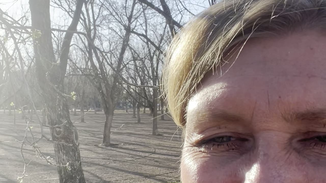 Gratitude: Trees Budding