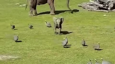baby elephant 🐘🦣💛