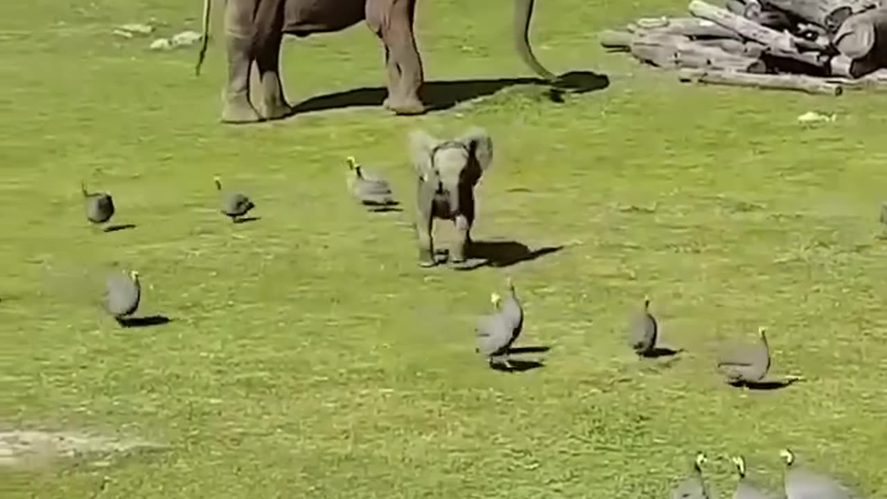 baby elephant 🐘🦣💛