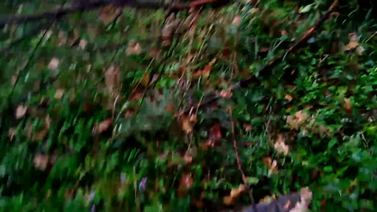 About POLICE destruction of trees near river area