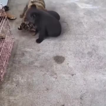 Free for all rumble in the jungle