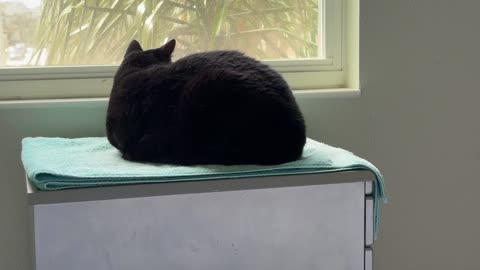 Cute Precious Piper Looks Like a Risen Loaf of Black Bread - My Adopted Shelter Cat Vlog