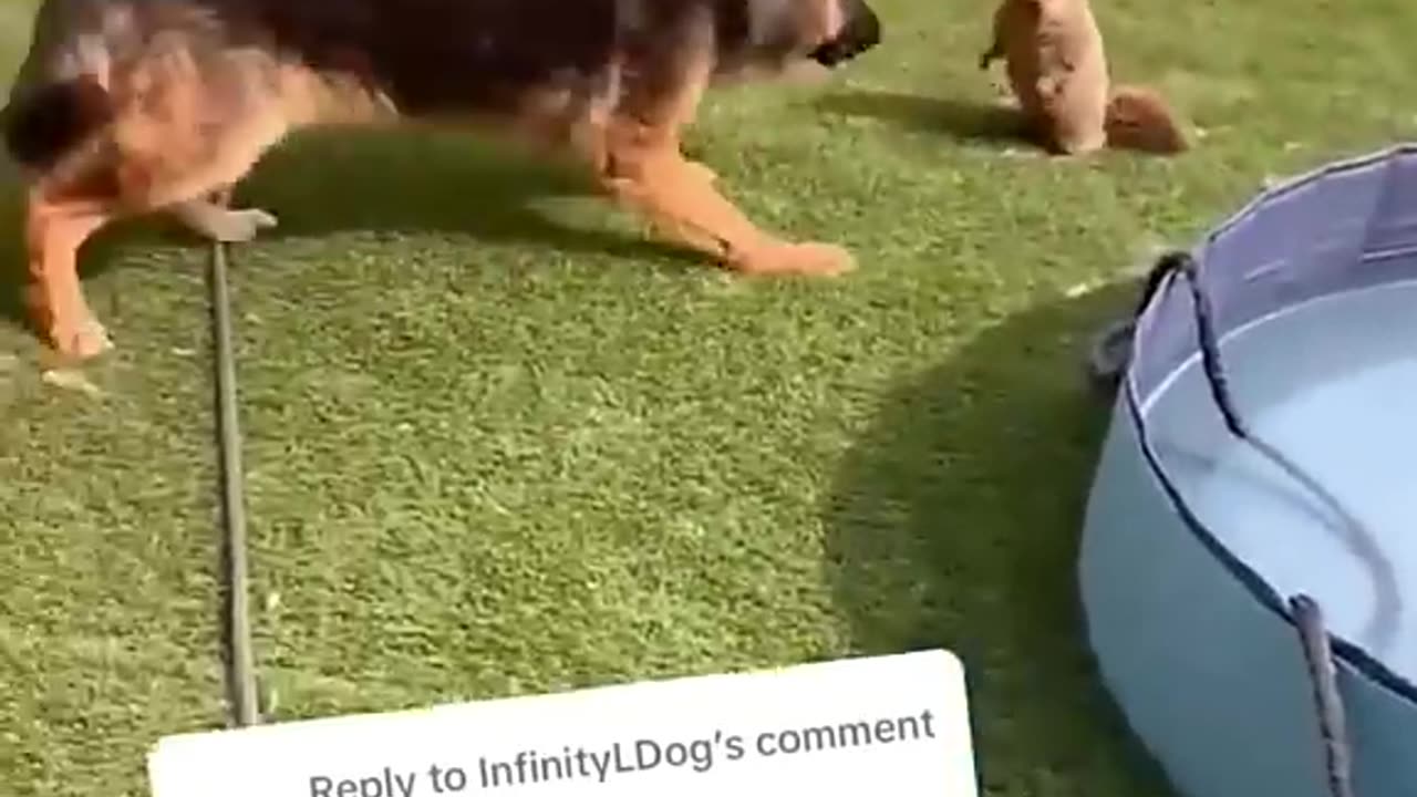 German shepherd voice