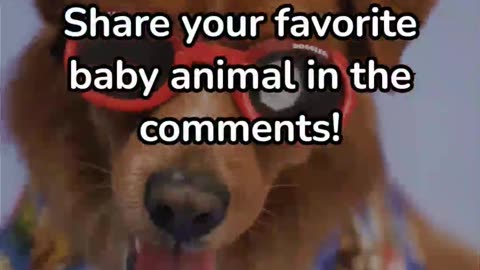 Top 5 Cutest Baby Animals That Will Melt Your Heart