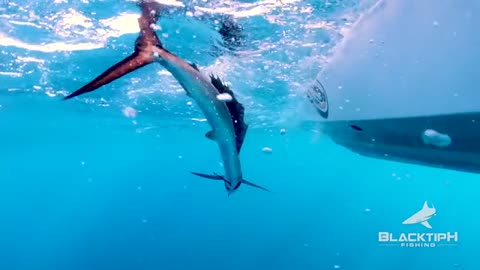 Tunas, Sailfish, Jacks and Dolphin Fishing_part3