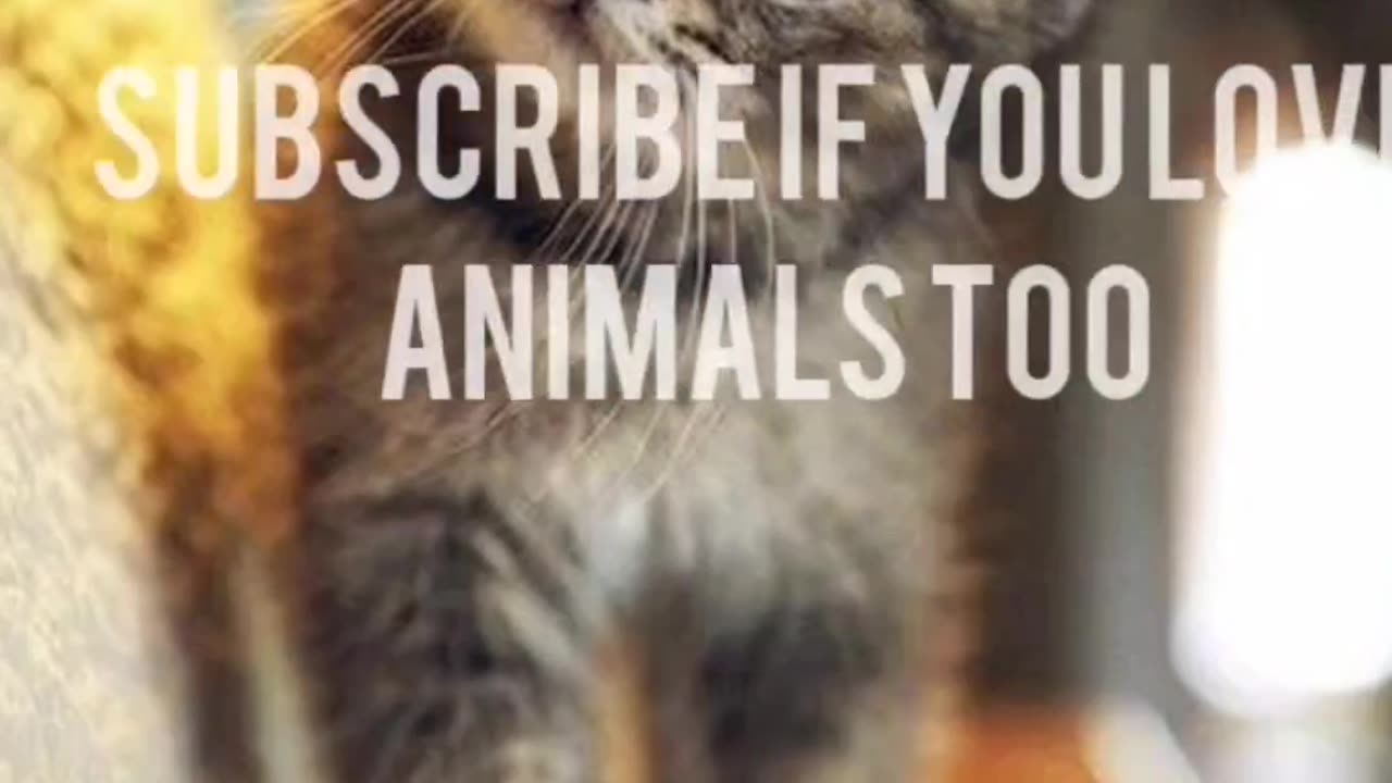 MELT Your Heart with These Adorable Funny Cats!