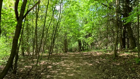 Walking in a forest located in Ontario Canada. UHD. up to 4K.