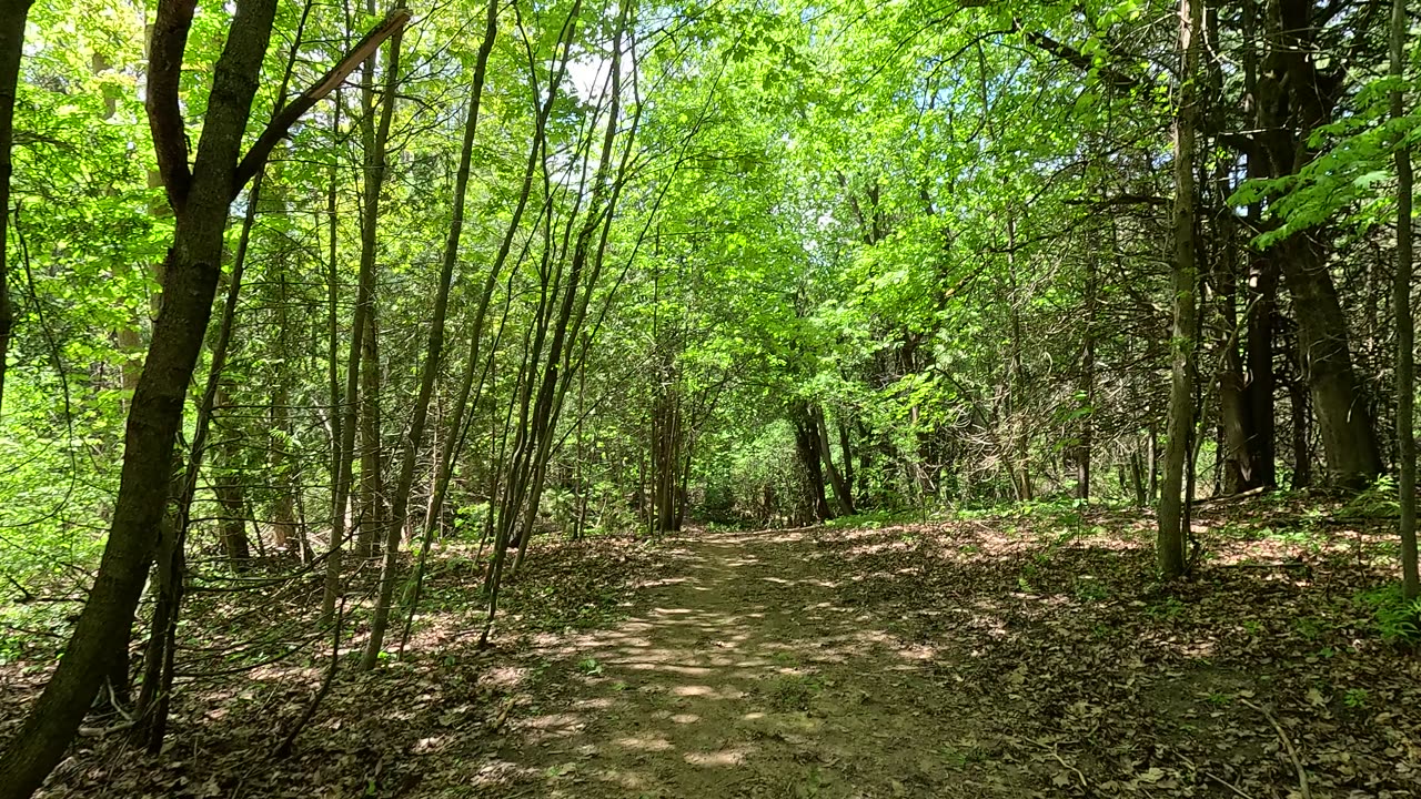 Walking in a forest located in Ontario Canada. UHD. up to 4K.