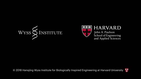 THIS IS YOUR BRAIN ON CHIPS - Wyss Institute 2019