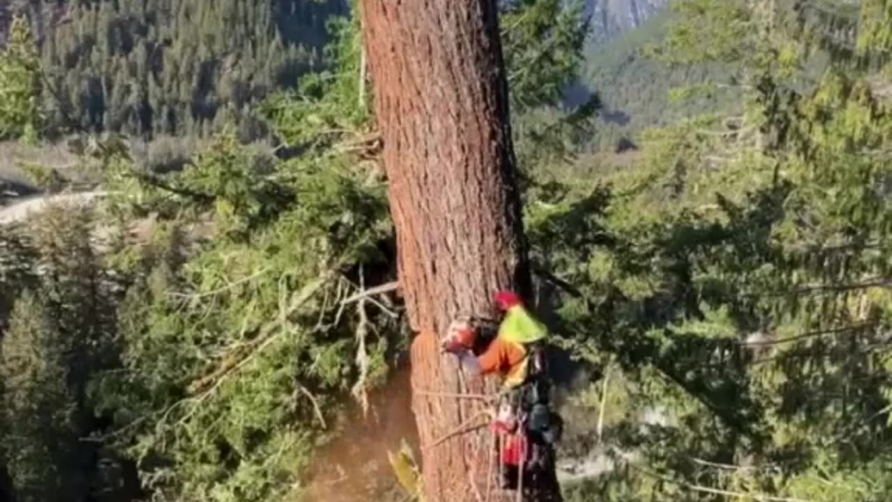 High-altitude tree cutting—bravery, skill, and precision at dizzying heights! 🌲🪓 #DareDevils