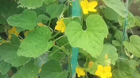 My terrace garden