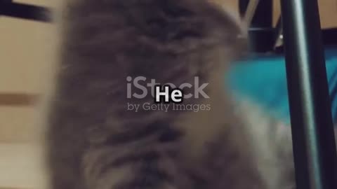 Prank Kitty's Hilarious Antics!