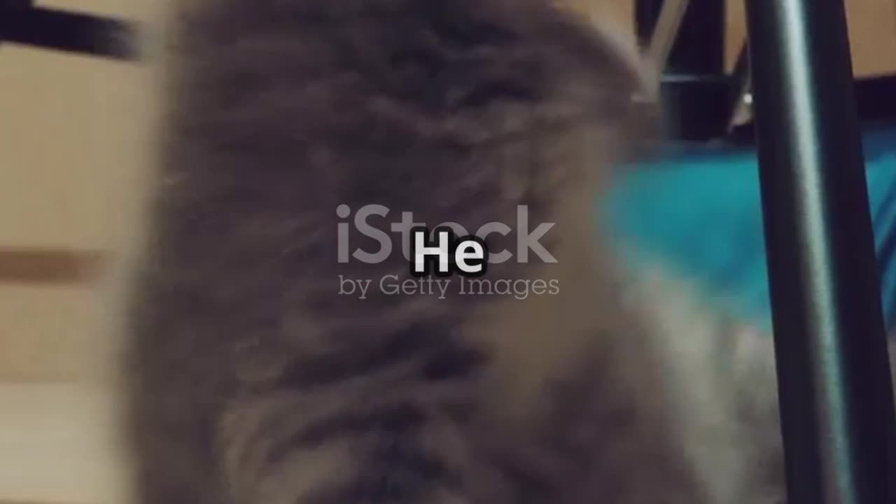 Prank Kitty's Hilarious Antics!