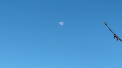 Moon 🌕