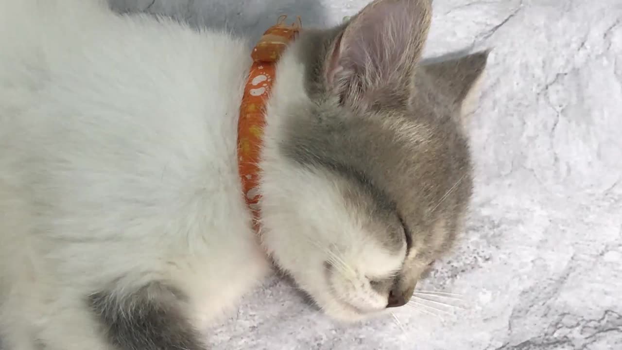 Try Not To Laugh Challenge😁Funny and Cute CAT Videos Compilation
