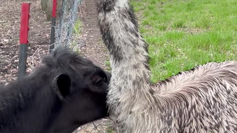 Cow Is Hungry for an Emu