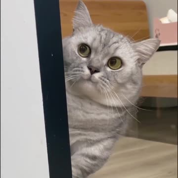 “😼🐾 A Look at Those Sneaky Cats – Caught in the Act!”