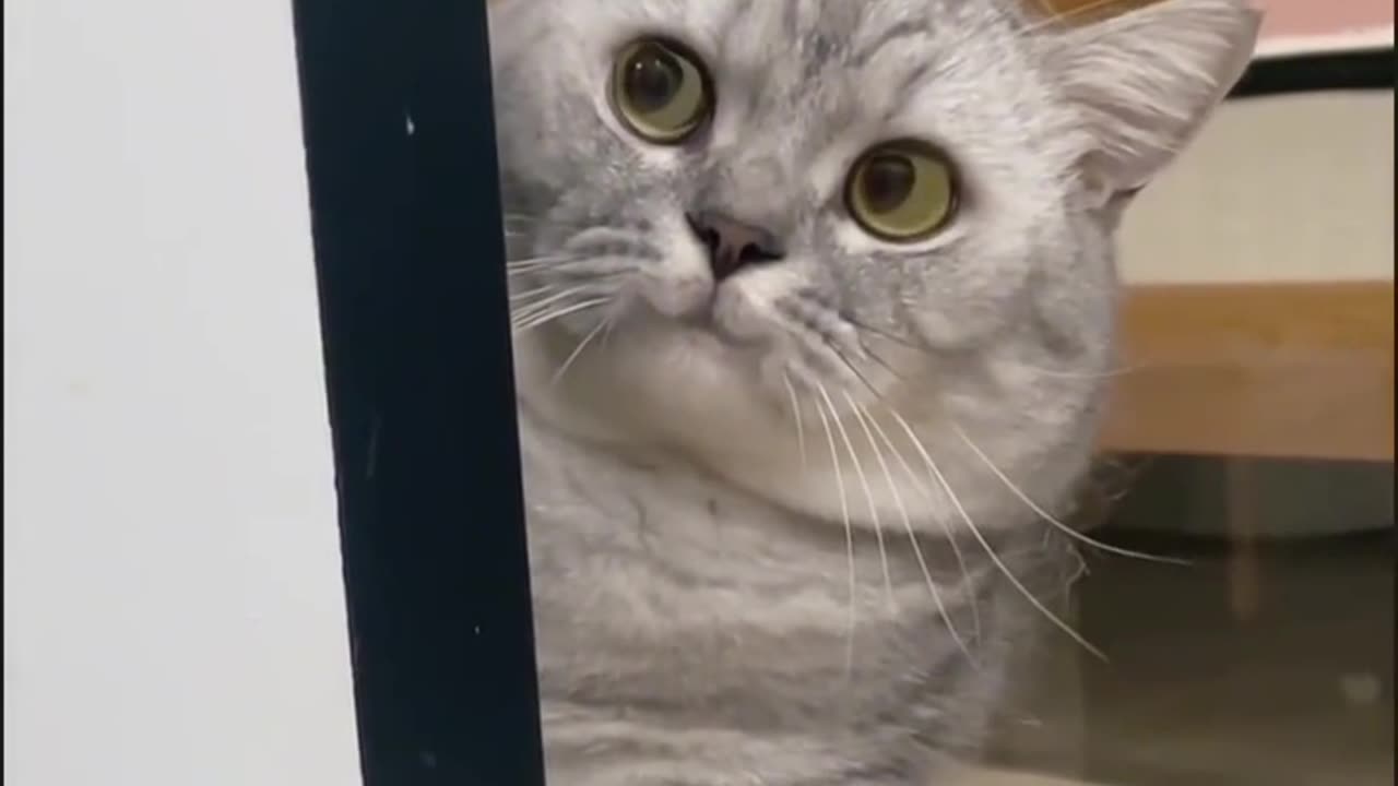βπΌπΎ A Look at Those Sneaky Cats β Caught in the Act!β