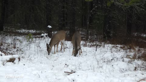 Feeding deer
