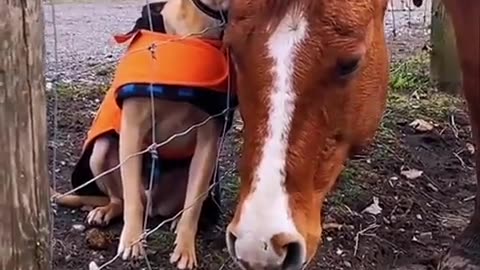 🥰🐶🐴 Dog and Horse Become Best Friends! | FunFM