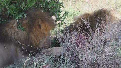 lion life