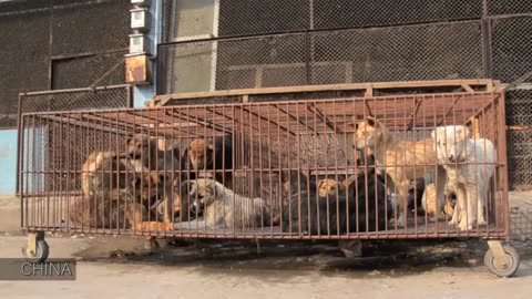 What happens before meat ends up in the market? (not for too sensitive people)