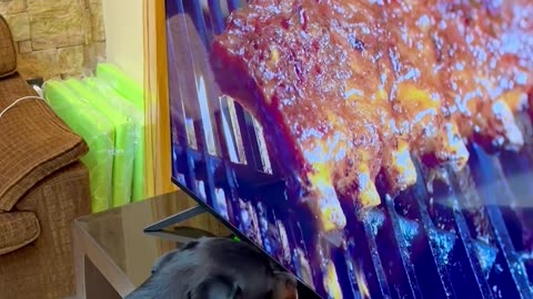 Rottweiler Trying to Eat the Ribs on the Tv Screen