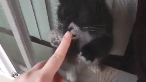 😅💨 This Cat's Escape Plan is Paws-itively Brilliant! | FunFM