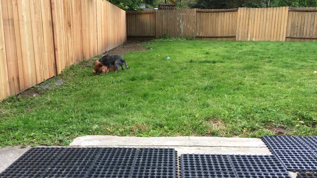 backyard hangout 3928420398