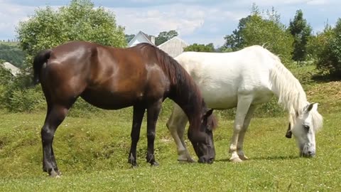 Top 5 Most Expensive Horse Breeds in the World 2025