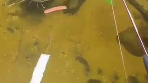 Fishing for massive redtail catfish
