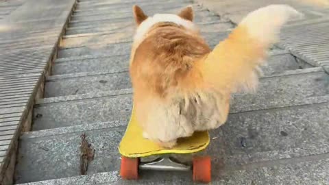 The dog is out skateboarding again.