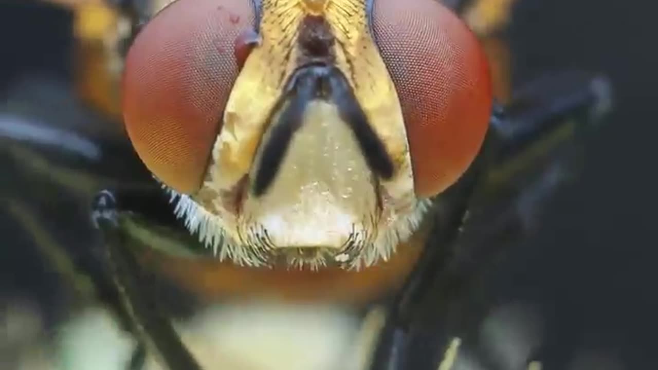 Insect Politics
