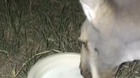 Kangaroo enjoying some milk