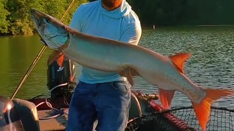 what a big musky