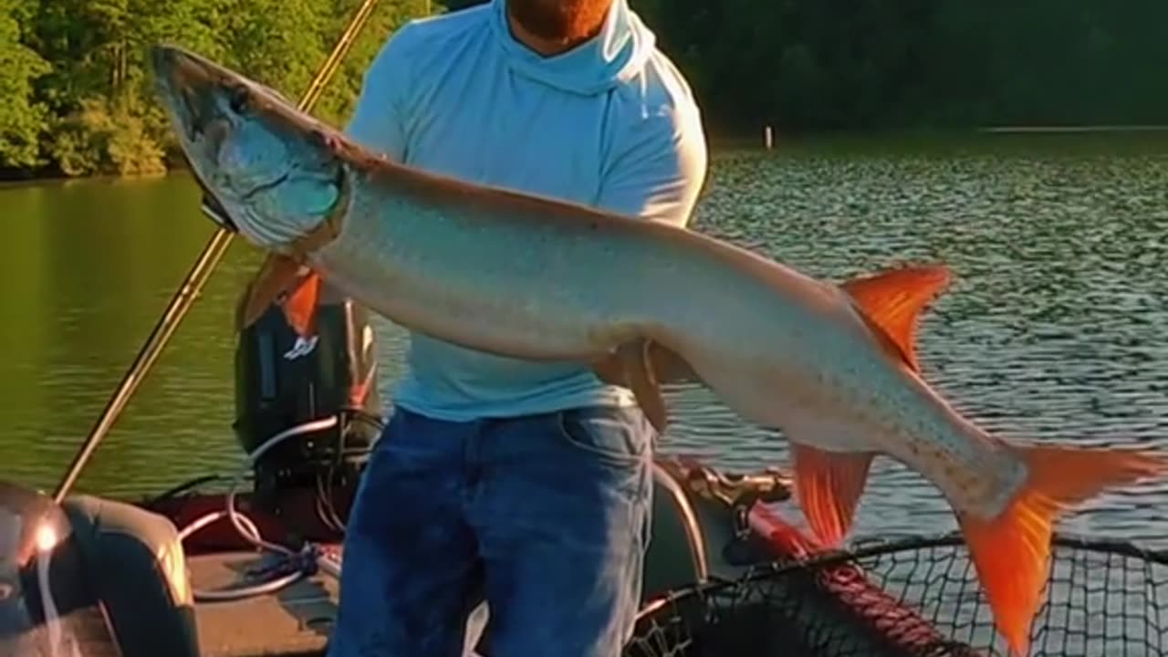 what a big musky