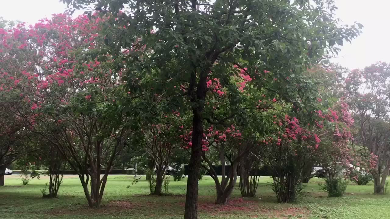 Trees are in full blossom.🌺🌸🦋