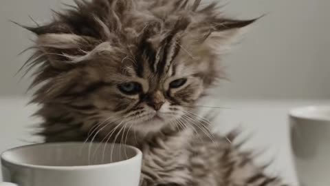 This little fluffy ball of fur hasn't yet figured out that coffee is a means to bliss.