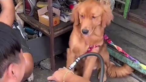 Dogs comedy Videos 🤣 so cute videos 😍 funny videos 🤣