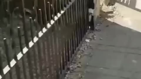 Hilarious Cats! Too Cute to Handle! 🐱😂