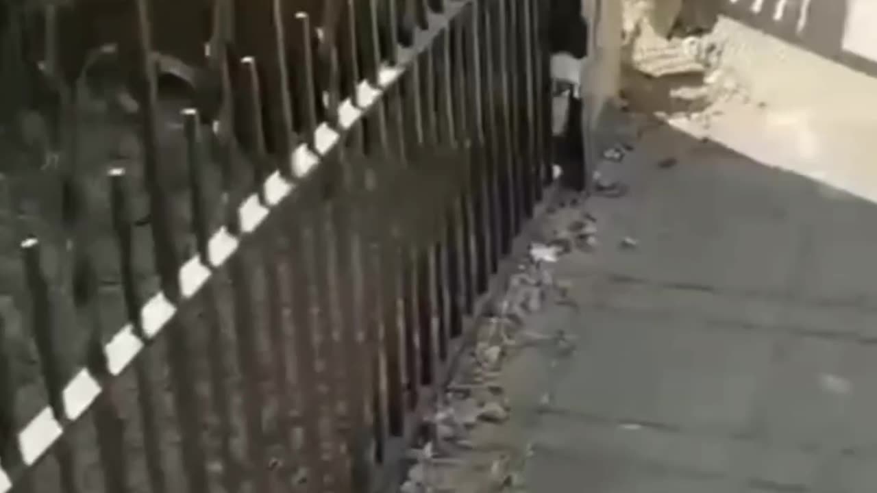 Hilarious Cats! Too Cute to Handle! 🐱😂