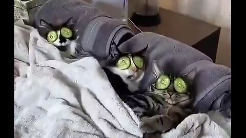 It's spa day!!! Warning, content might look scary to some cats! 😻🙀😼😸