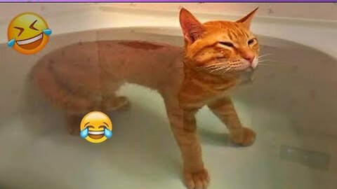 New Funny Cat and Dog Videos 😹🐶 Funniest Animals 🤣 Part 4