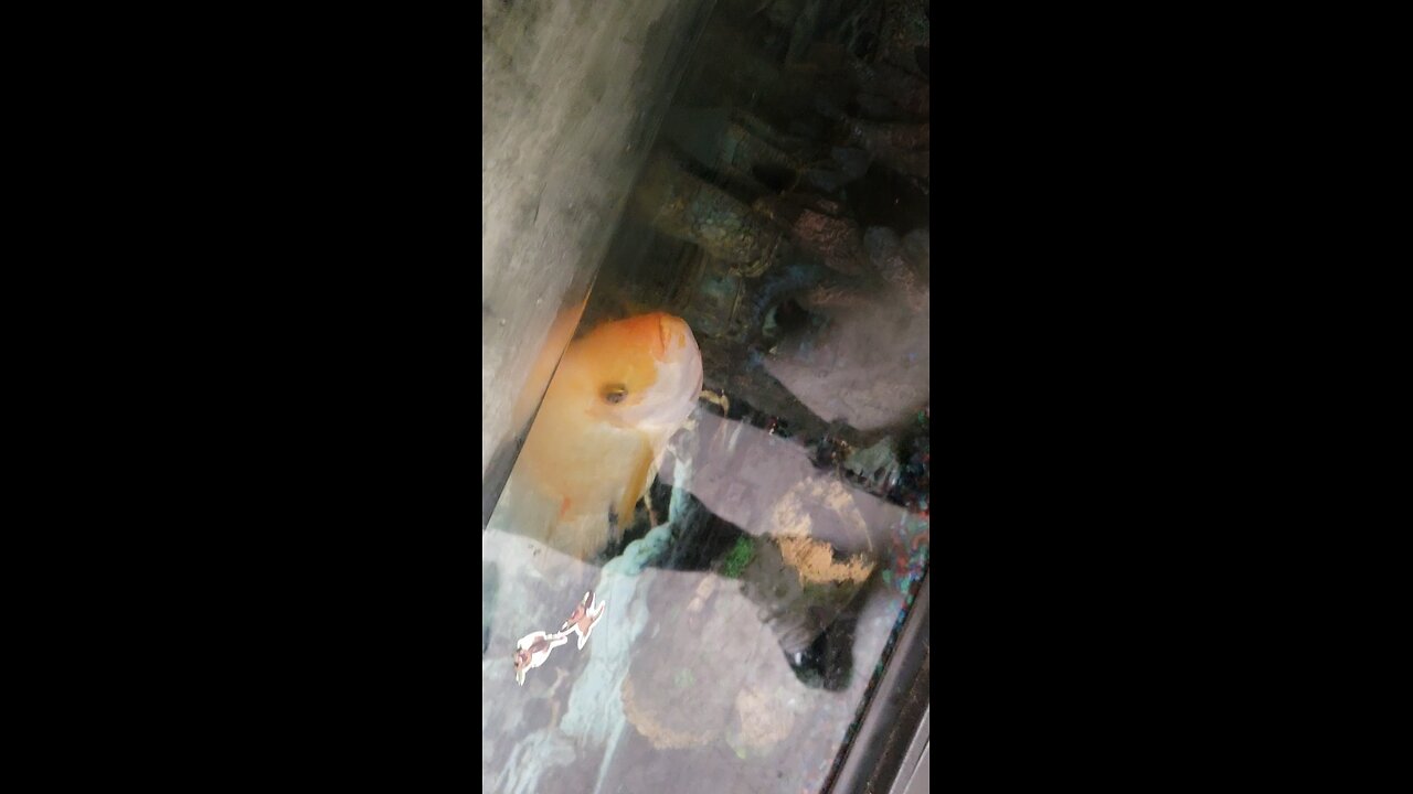 Playing with the Red Delvel Fish