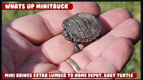 Mini-Truck (SE08 EP9) Bring back lumber to Home Depot. Baby turtle and update on Reolink Camera
