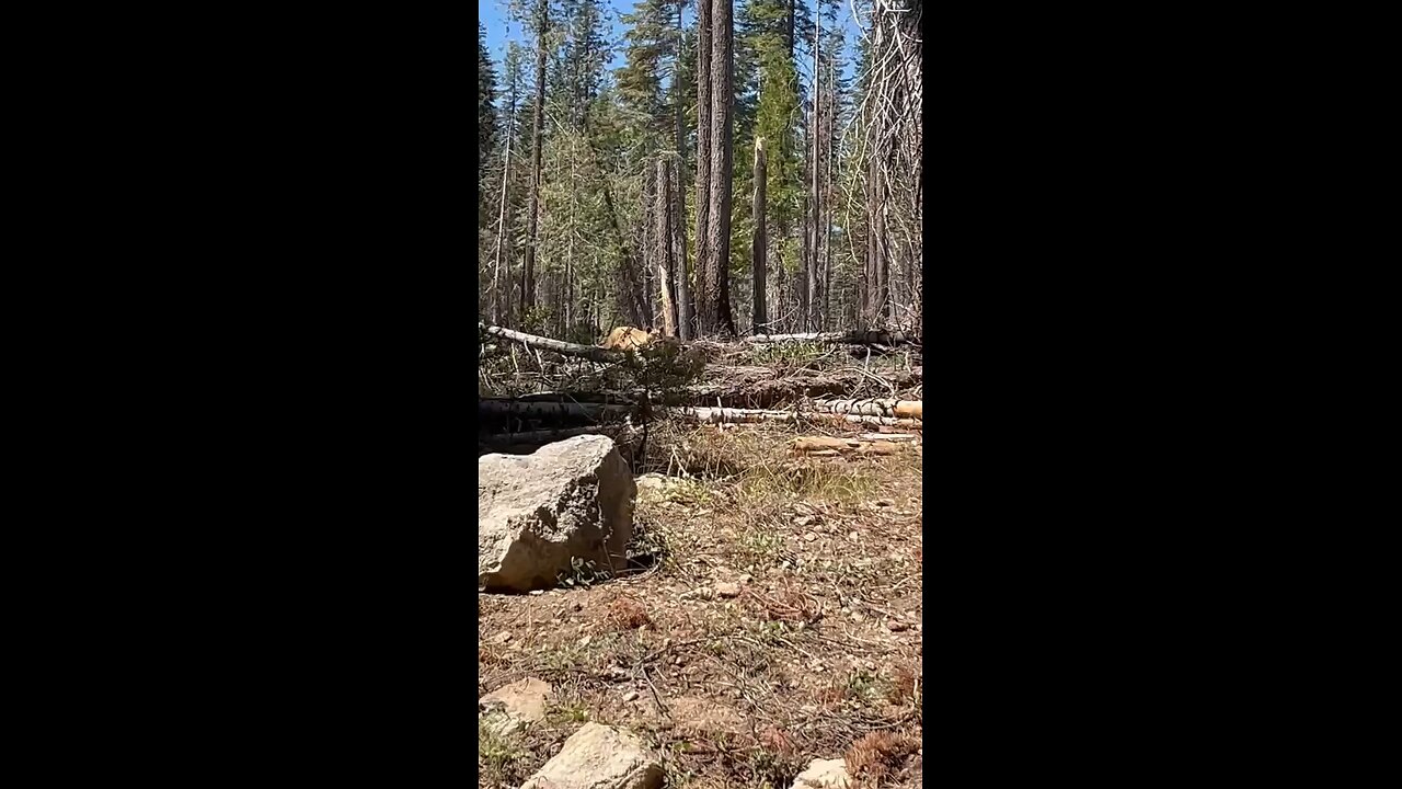 Check out this impressive video of a Momma Bear in Lassen National Park!🐻