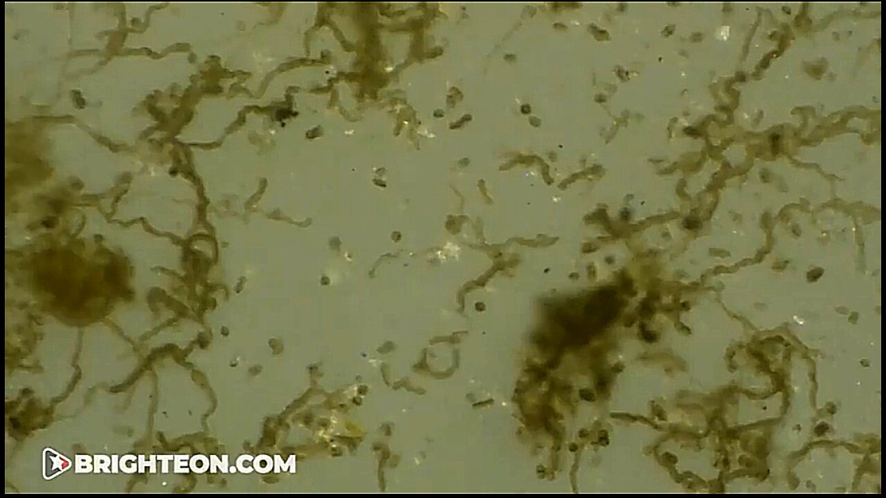 WE INCUBATED THE CHEMTRAILS FALLOUT SAMPLES AND SOMETHING CAME TO LIFE ⚔️