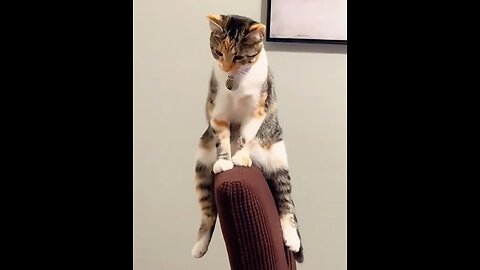 The Confusing Behavior of Cats 😹 | Funny & Weird Cat Moments