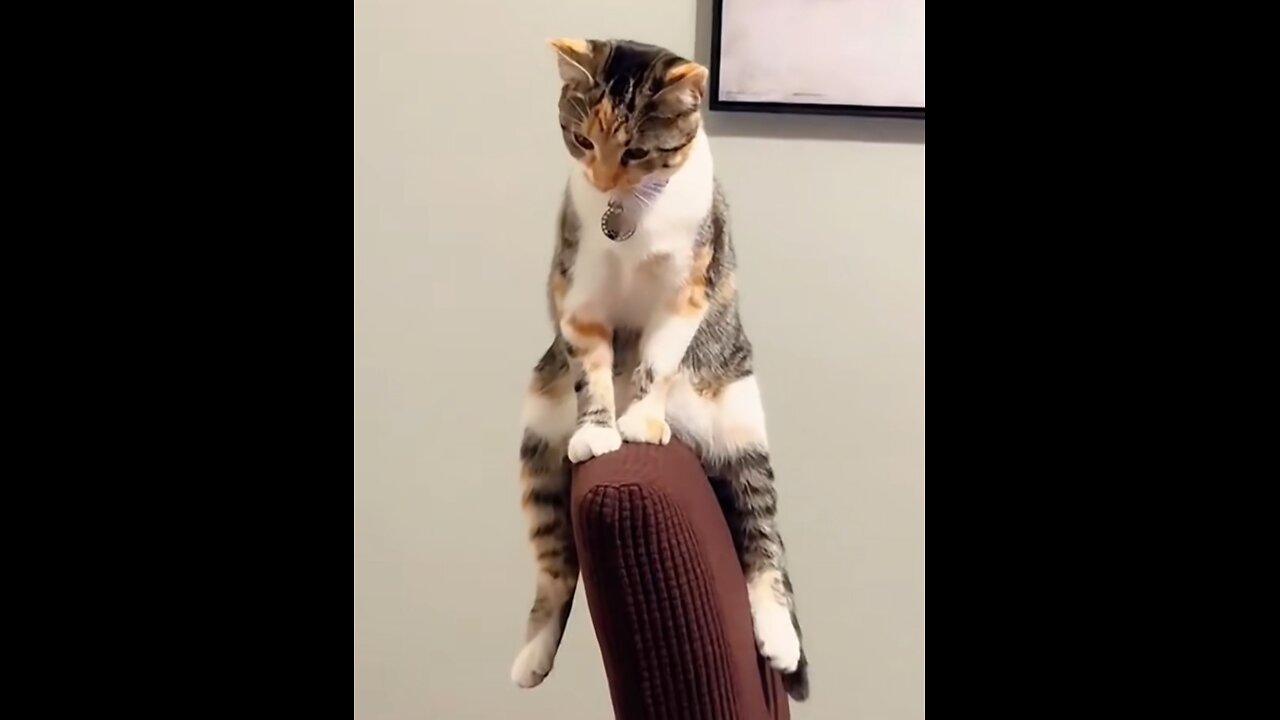 The Confusing Behavior of Cats 😹 | Funny & Weird Cat Moments